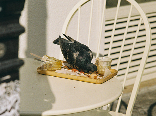 Eine Taube frisst die Reste von einem Tablett auf einem Tisch vor einem Café.