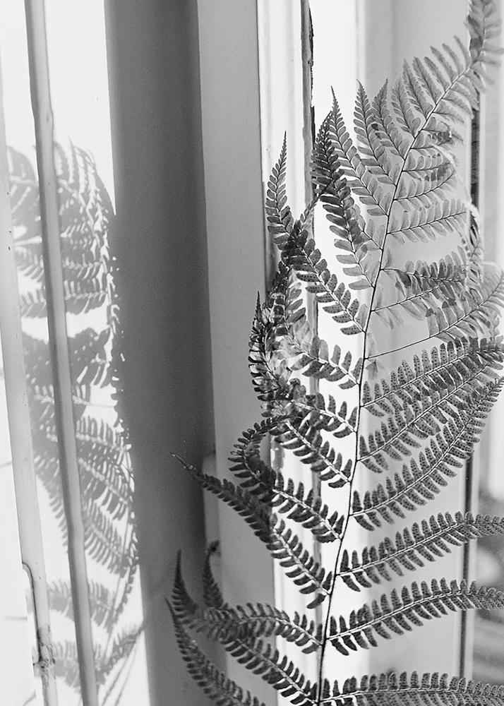 Schattenspiel eines Farns auf der Fensterbank in Schwarz und Weiß.