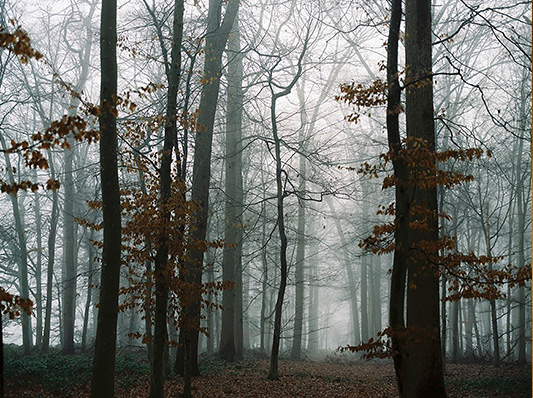 Herbstliche Wald-Szenerie mit Nebelschwaden