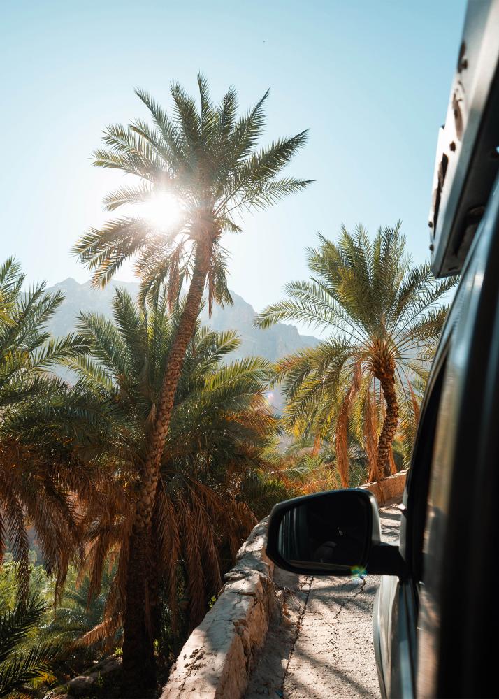 Eine Straße, die durch eine Palmenoase führt, mit der Sonne, die durch die Palmenblätter scheint.