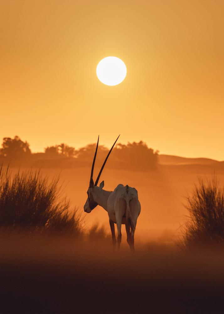 Ein Oryx steht in der Wüste bei Sonnenuntergang, mit langen Schatten und einem warmen, goldenen Himmel.