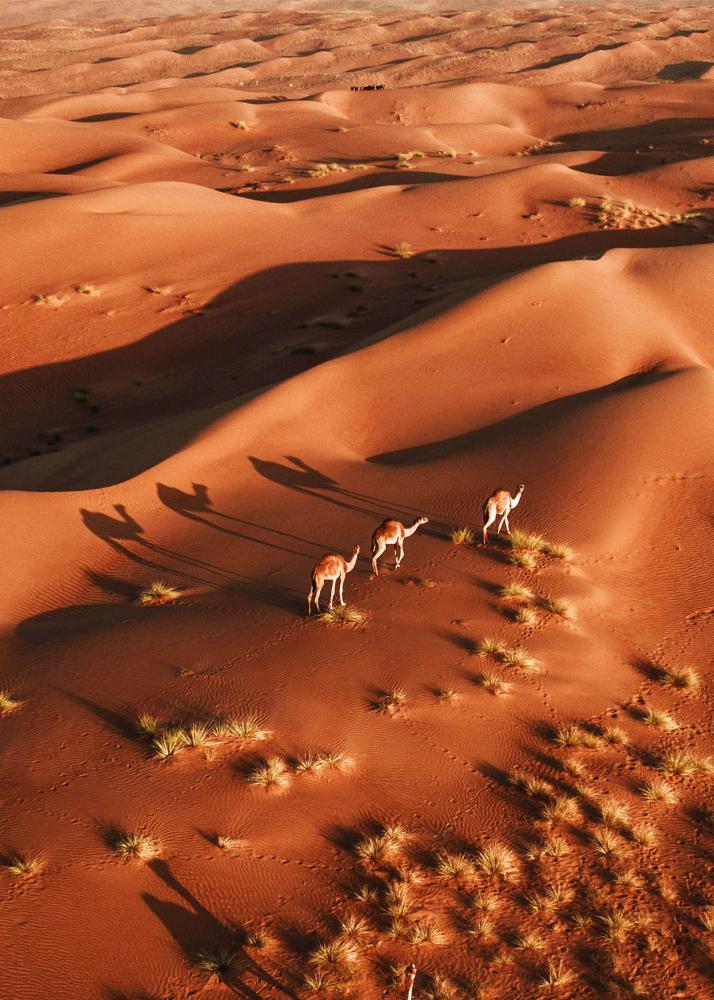 Drei Tiere laufen durch die Sanddünen einer Wüste, mit langen Schatten, die sich über den Sand erstrecken.