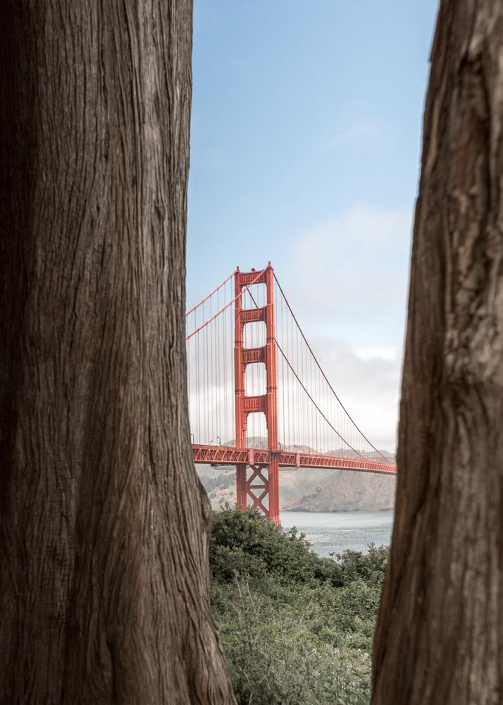 Die Golden Gate Bridge, die zwischen zwei Baumstämmen hindurch zu sehen ist, mit einem bewölkten Himmel im Hintergrund.