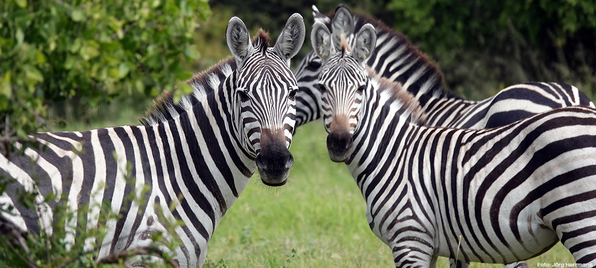 Mit Jörg auf Safari durch Ostafrika