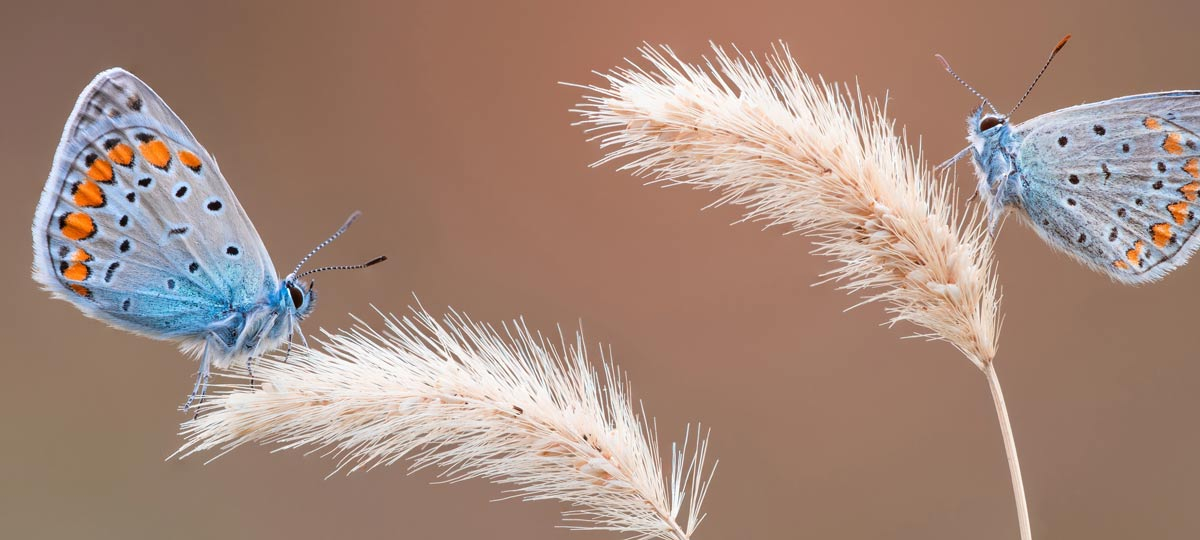 MAKROFOTOGRAFIE MIT PETAR SABOL