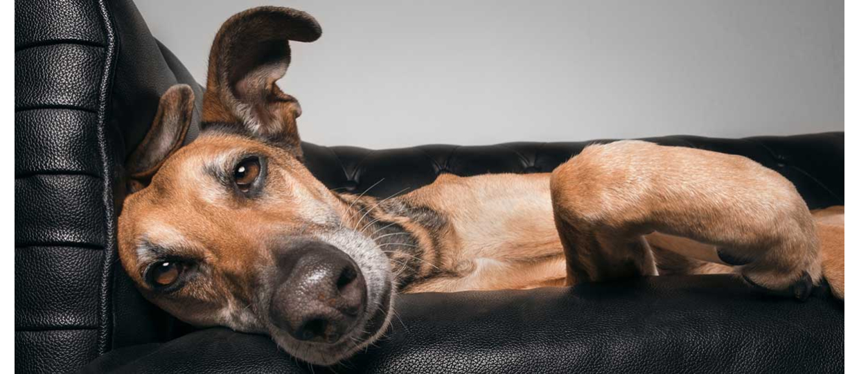 INTERVIEW MIT ELKE VOGELSANG