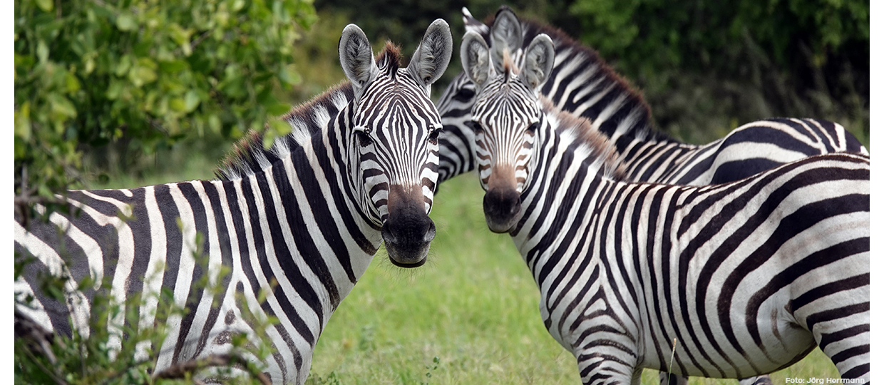 Mit Jörg auf Safari durch Ostafrika 