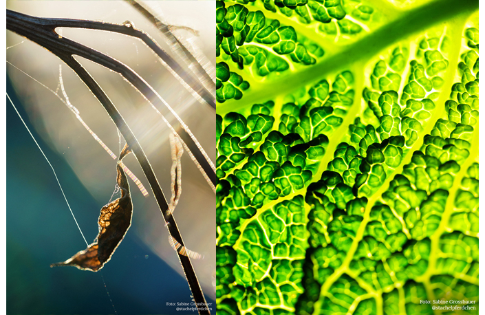 Makrofotografie Workshop powered by Sony