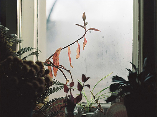 Zimmerpflanzen vor einem beschlagenen Fenster.