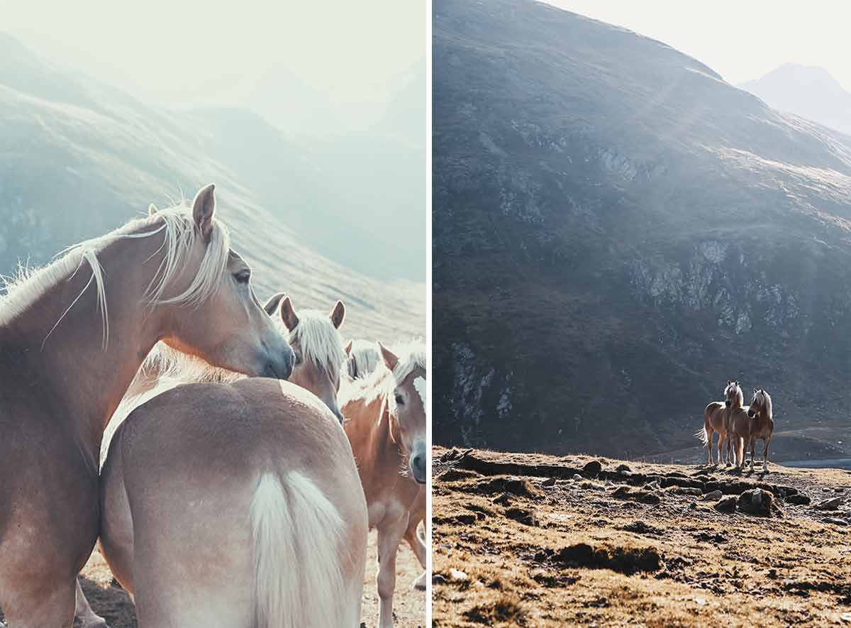 Bild 1: Island Pferde im Sonnenschein. Bild 2: Island Pferde im Sonnenschein mit großen Bergen im Hintergrund.