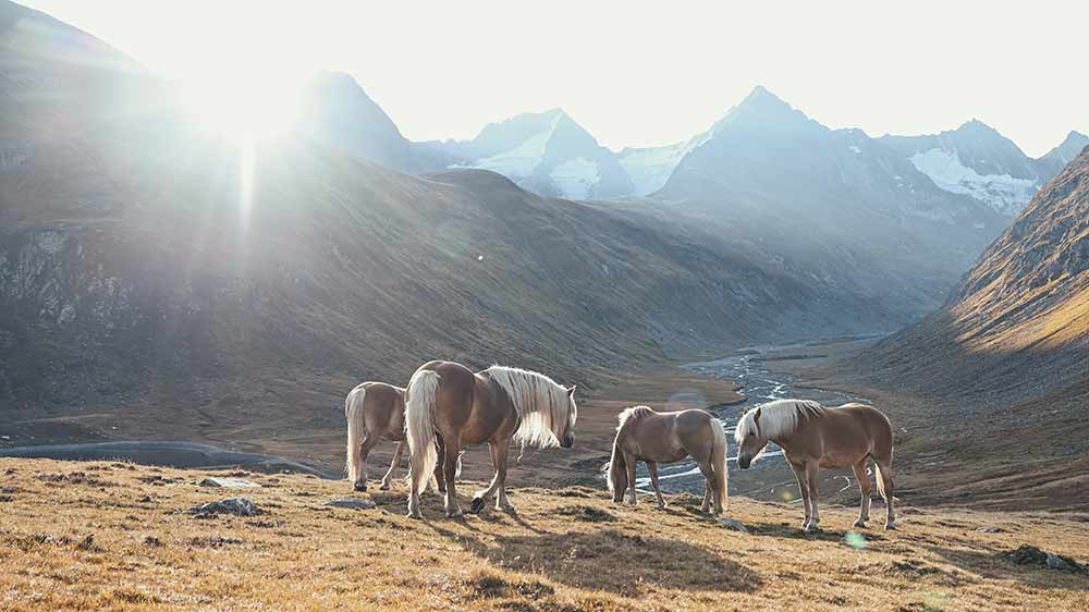Vier Islandpferde stehen auf einer Sonnenbeschienenen Wiese in einem Tal.