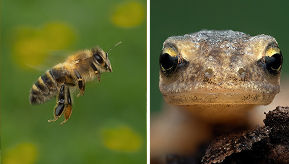 Bild 1: Eine Biene im Flug mit ausgebreiteten Flügeln und Pollen an den Hinterbeinen. Bild 2: Ein Frosch mit auffälligen, großen Augen und einer texturierten Haut, die sich an die Umgebung anpasst.