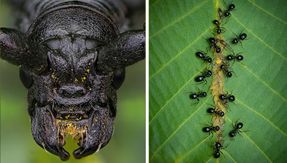 Bild 1: Eine schwarze Spinne mit großen, gelben Kiefern und behaarten Beinen. Bild 2: Eine Reihe von Ameisen, die in einer Linie über ein grünes Blatt laufen.