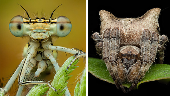 Bild 1: Eine Mantis mit großen, runden Augen und langen, dünnen Beinen auf einem grünen Blatt. Bild 2: Eine Spinne mit einem Körper, der wie ein Katzenkopf geformt ist, sitzt auf einem grünen Blatt.