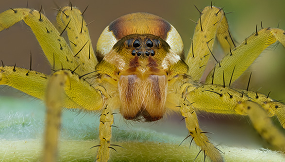 Eine Gelbe Spinne mit stacheln an den Beinen auf einem grünen Untergrund.