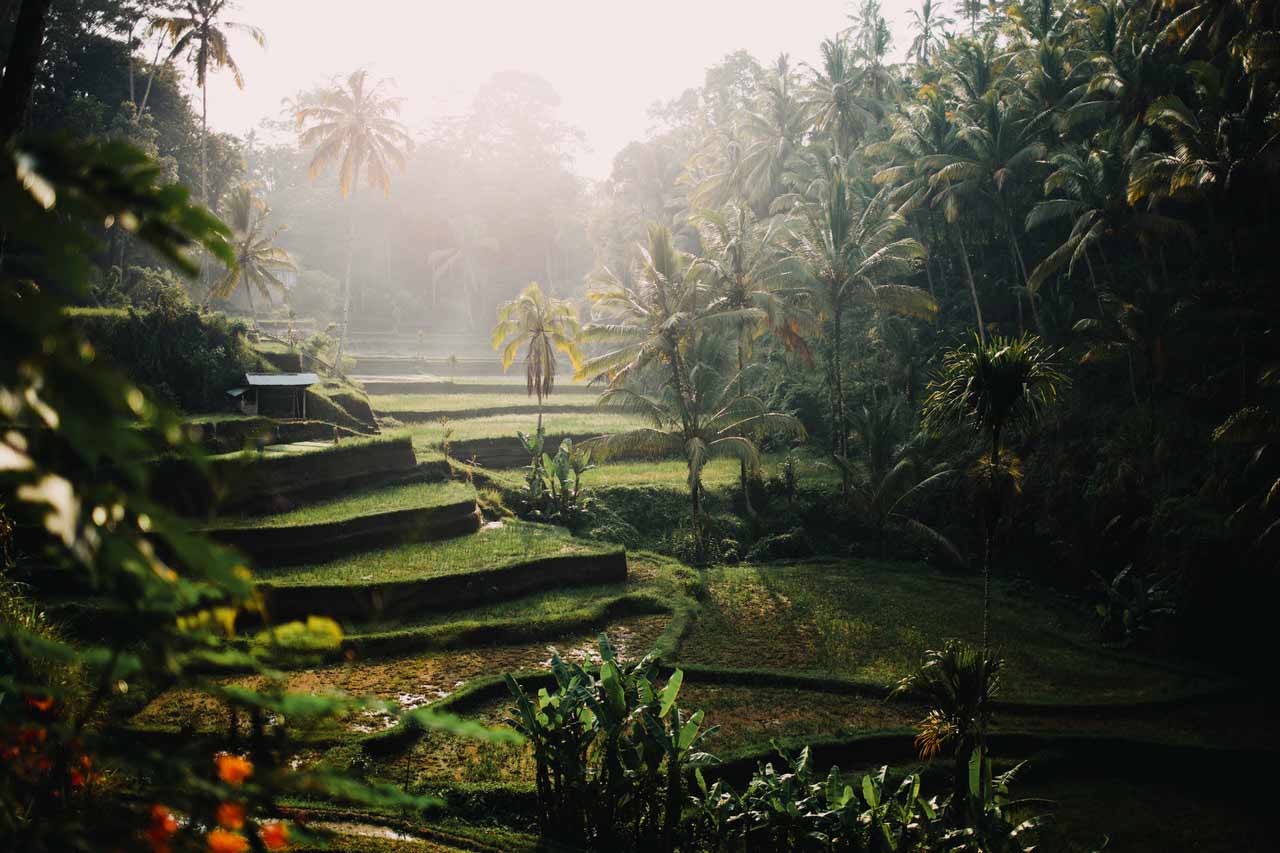 Abgestufte Reisfelder in einer tropischen Umgebung.