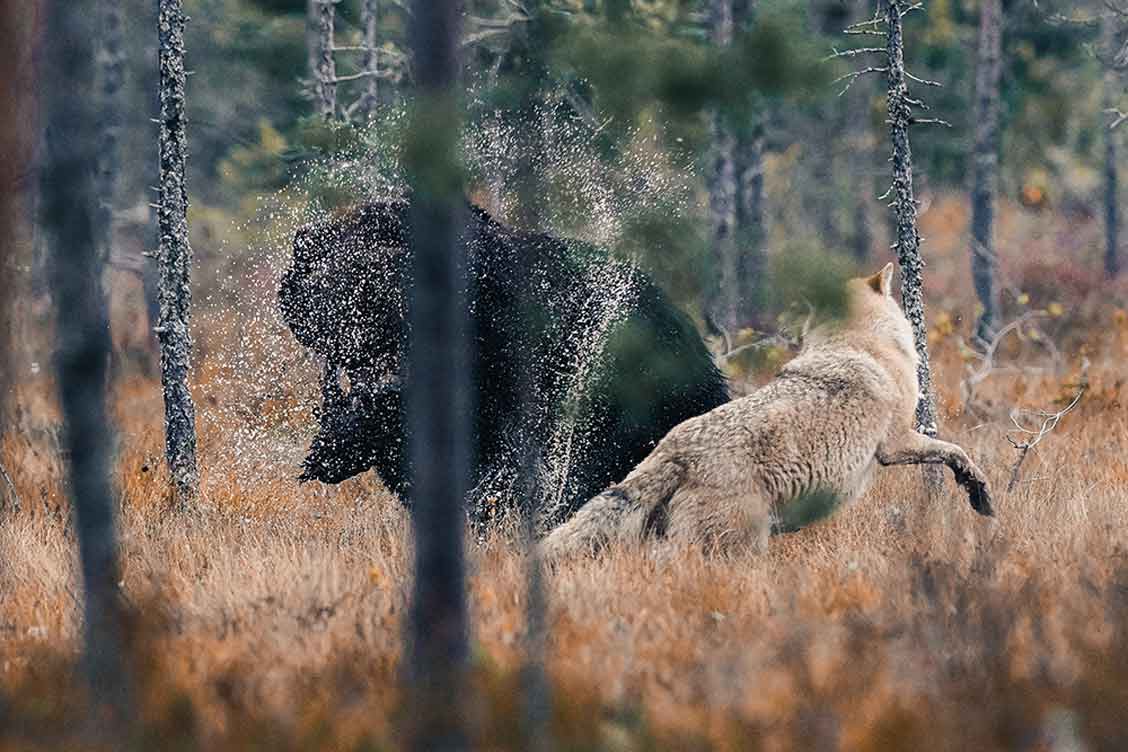 Ein Bär und ein Wolf stehen sich gegenüber, während zwischen ihnen Wassertropfen durch die Luft fliegen.