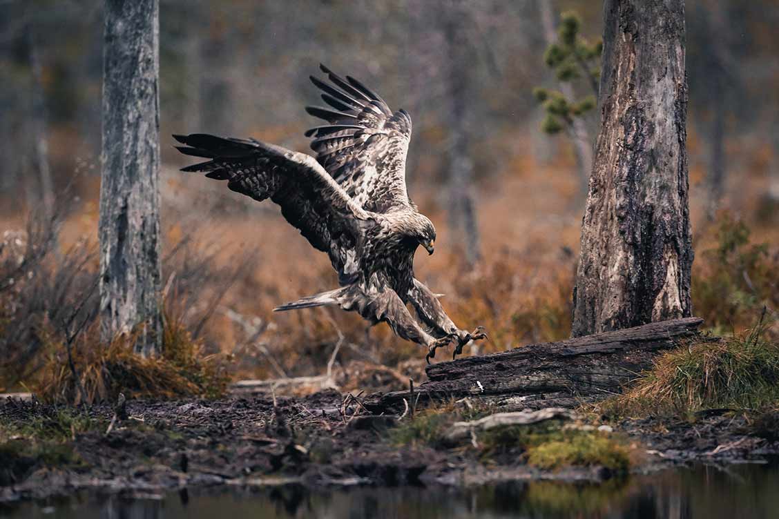 Ein großer Greifvogel im Sturzflug kurz über dem Waldboden.