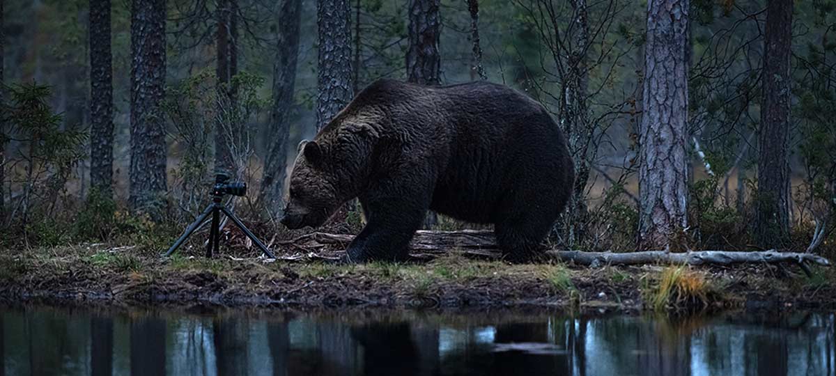 Ein Bär untersucht am Ufer eines kleinen Sees eine Kamera, welche auf einem Stativ montiert ist.